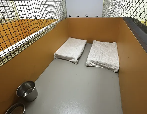 Deluxe social dog boarding room