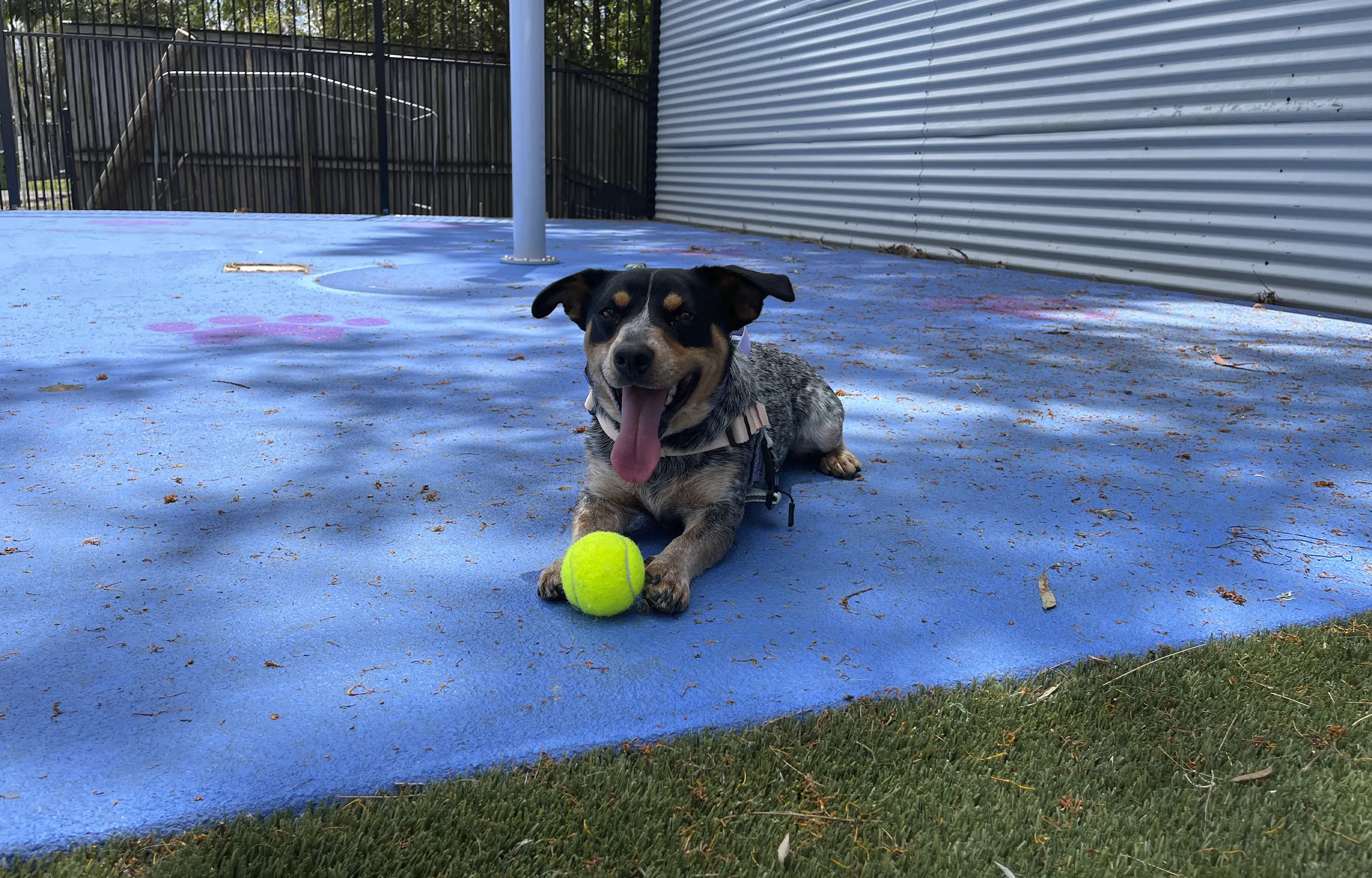 Enjoying private playtime in the dog play area