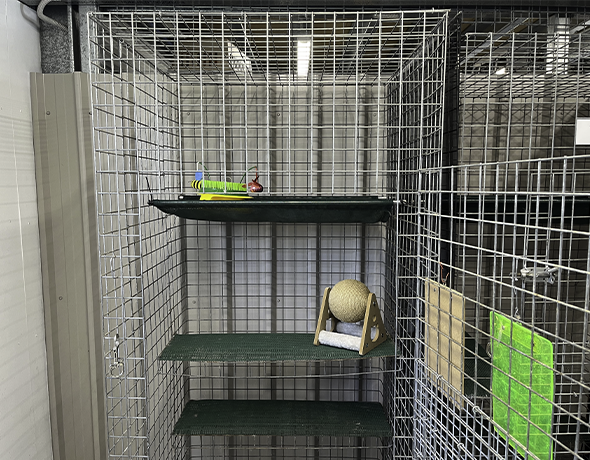 Three level cat enclosure gumdale