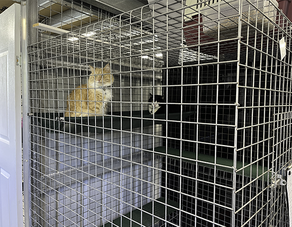 Cat Family Enclosure