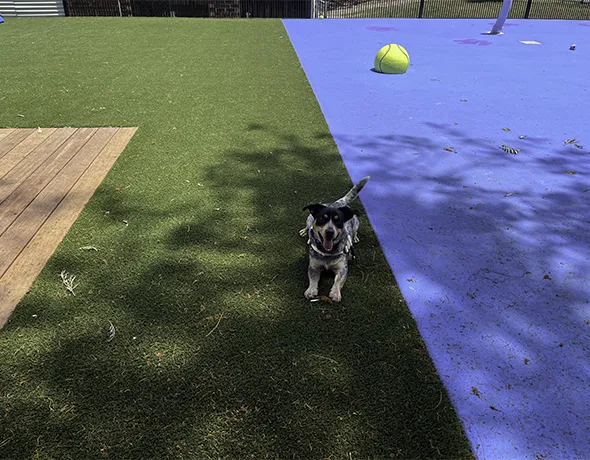 Solo playtime in the dog yard