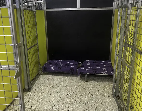 Dog guest social room at Pet Resorts Australia Gumdale