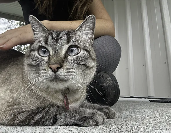 Cat cuddle time with the pet nannies