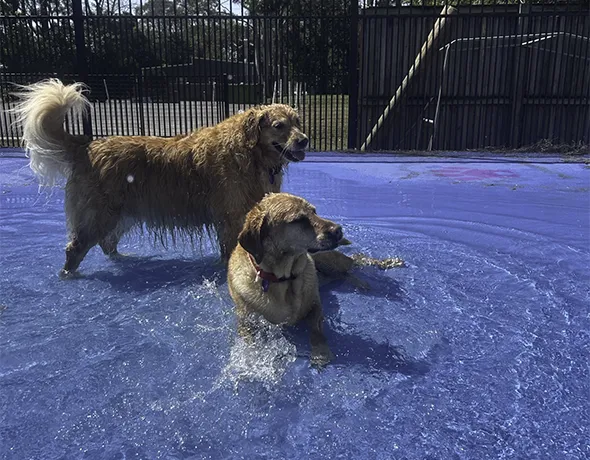 Fun in the splashpark