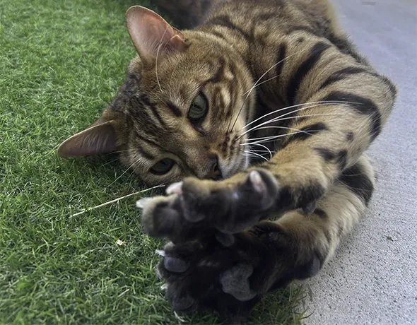 Bengal Cat