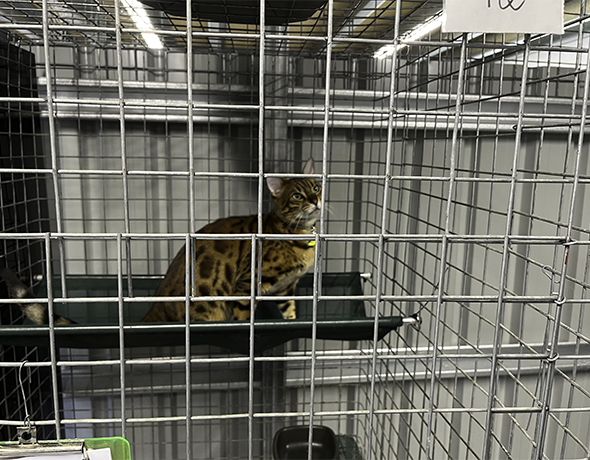 Bengal Cat in single enclosure