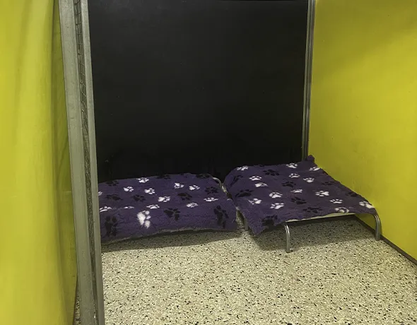 Dog Boarding Guest Social Room