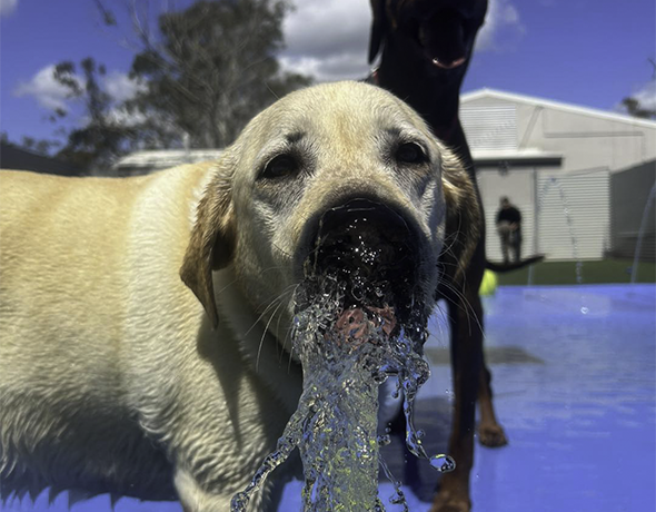 A labrador drinks from the water fountain in the Pet Resorts Australia Gumdale splashpark
