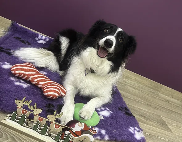 A border collie sits in a Christmas themed area for a photo shoot at pet boarding facility on Brisbane's bayside