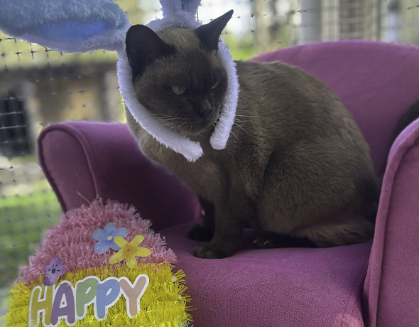A cat sits on a mini cat couch in easter ears in the Bayside Cattery in Brisbane