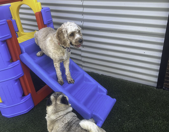 two dogs play on a plastic playset in the doggy daycare yard at Pet Resorts Australia Gumdale