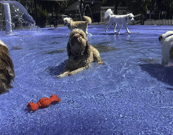 A collie dog sits in the cool splashing water in the doggy daycare splashpark at Gumdale