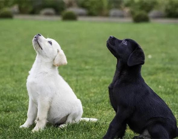 Labrador Puppies at Puppy School learning to sit by Canine Evolution Dog Trainers