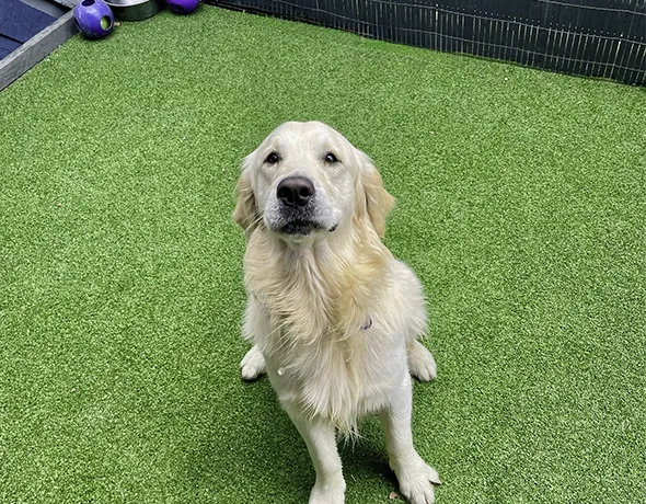 Golden single boarding dog