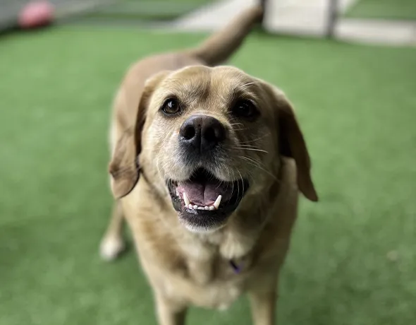 A private guest room for single dogs