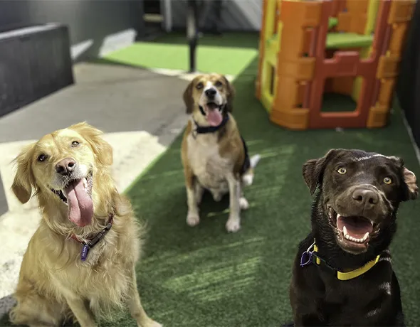 Doggy Friends at Welcome Kennels