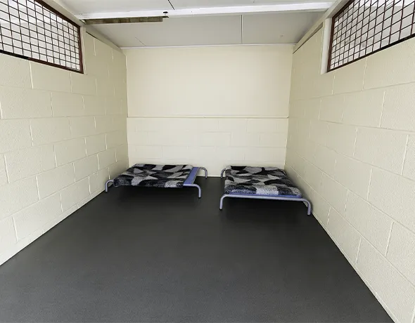 Dog social guest room with windows