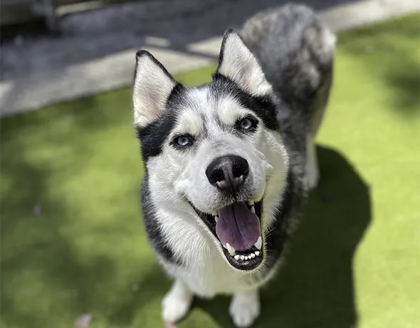 Private Deluxe with Courtyard