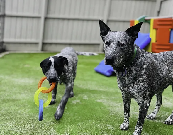 Social Deluxe Room with Courtyard