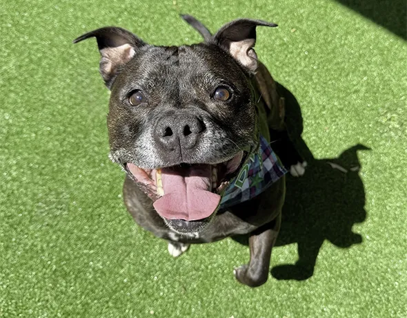 Private dog boarding