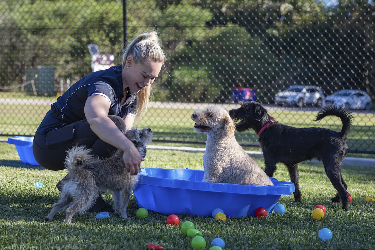 Doggy Daycare in Ingleside 