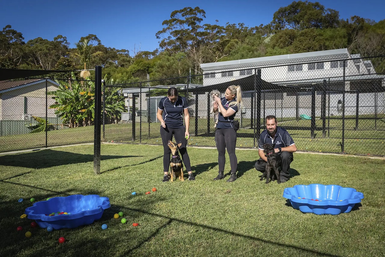 Dog Boarding in Ingleside