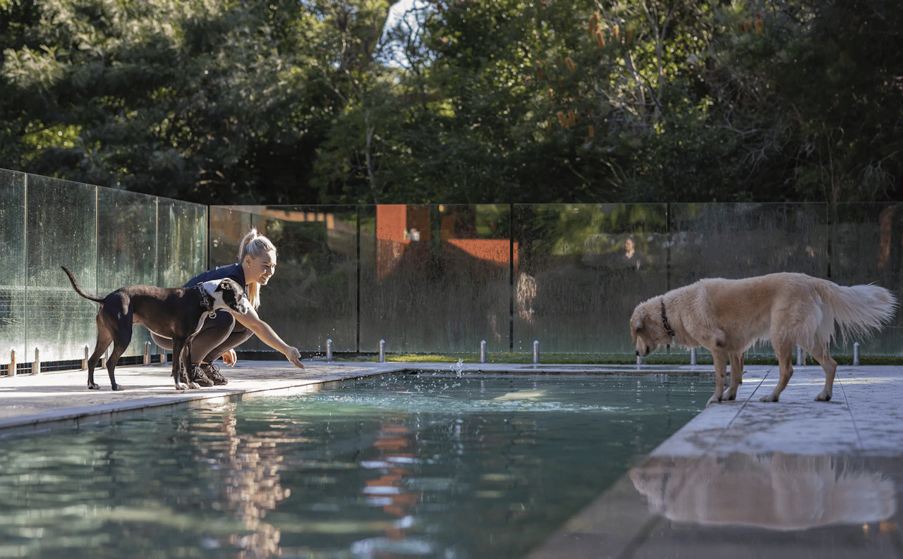 Doggy Daycare in Terrigal