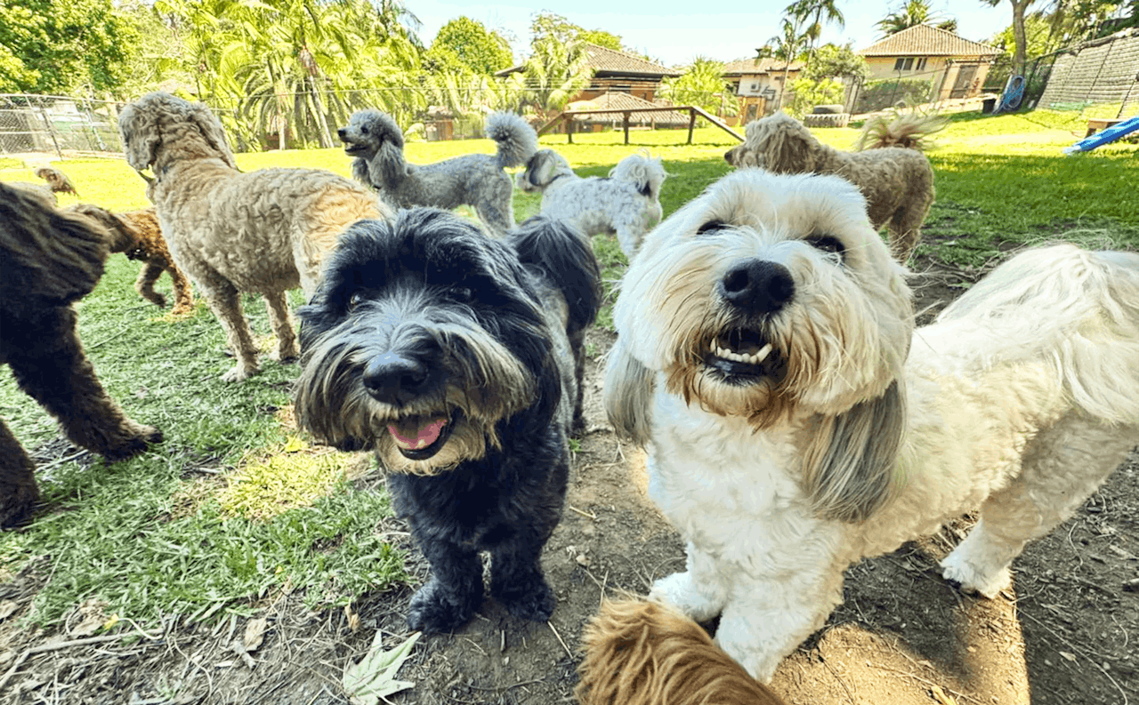 Dog Boarding in Terrigal