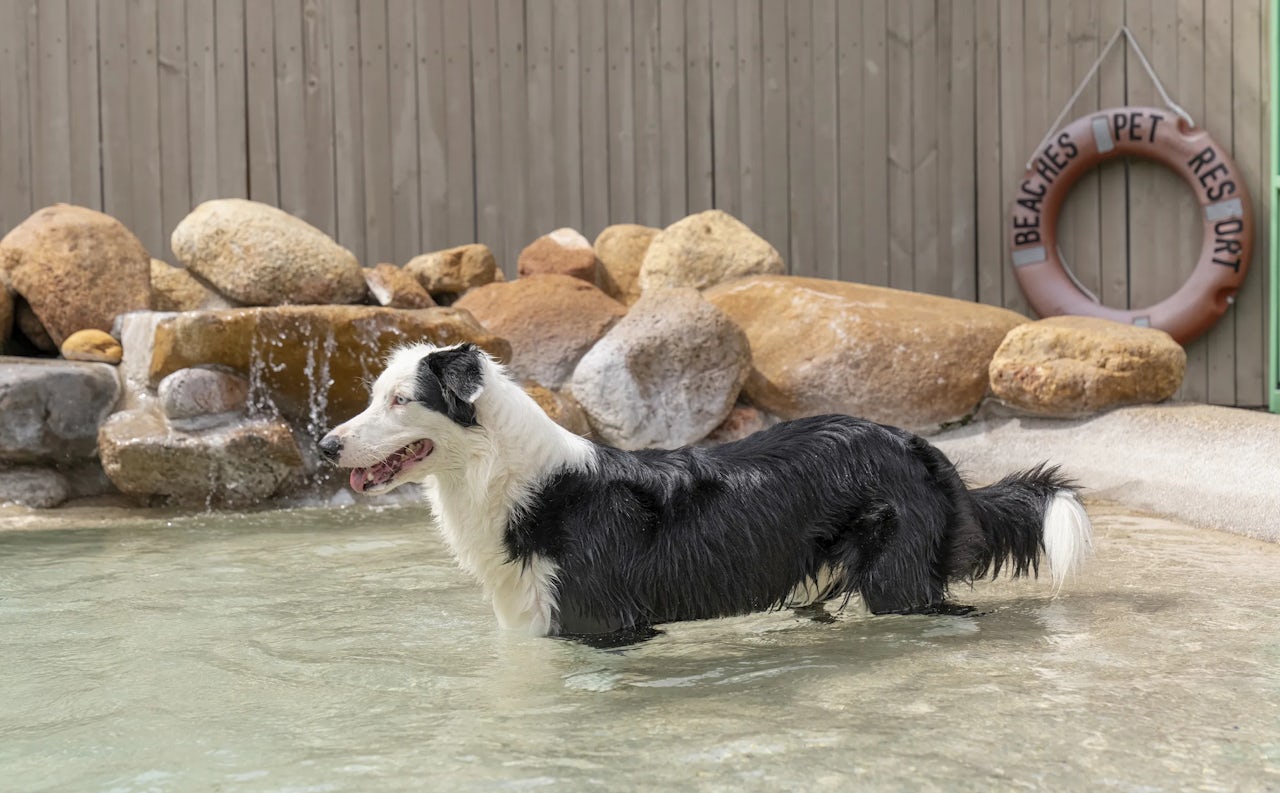 Dog Boarding in Townsville