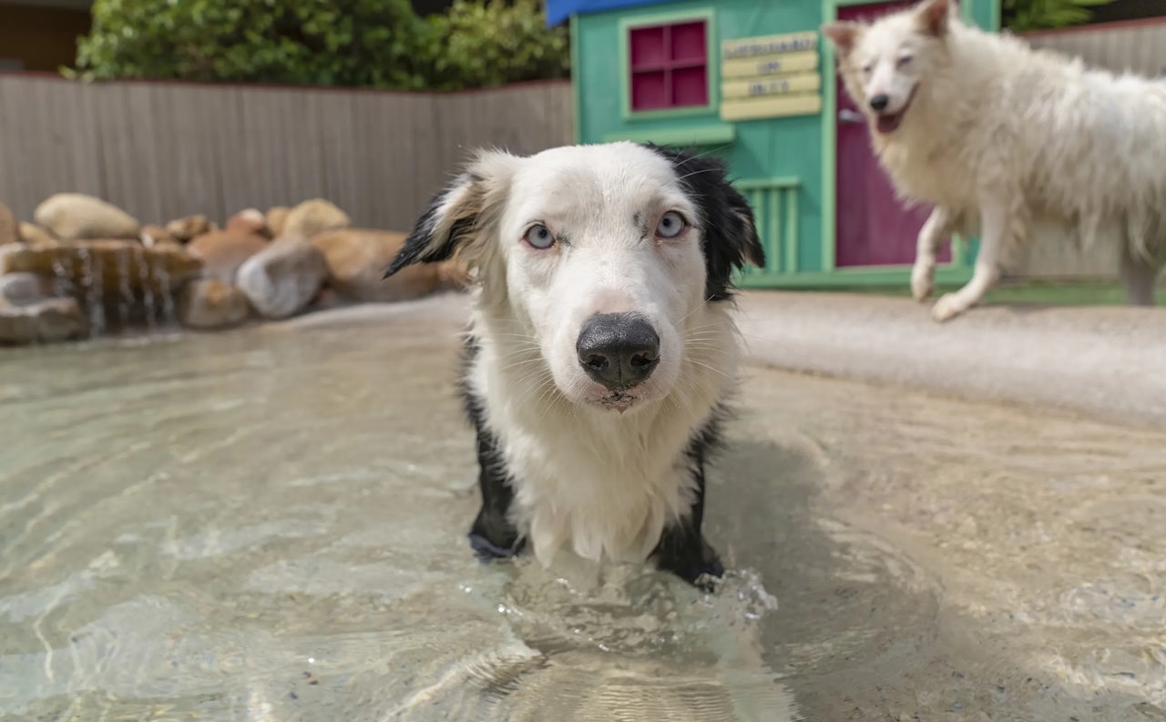 Doggy Daycare in Townsville