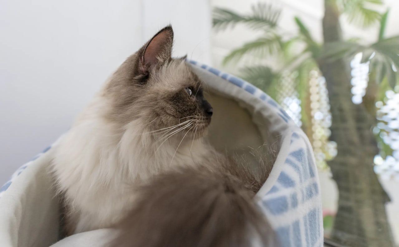 Cattery in Eumundi-Noosa