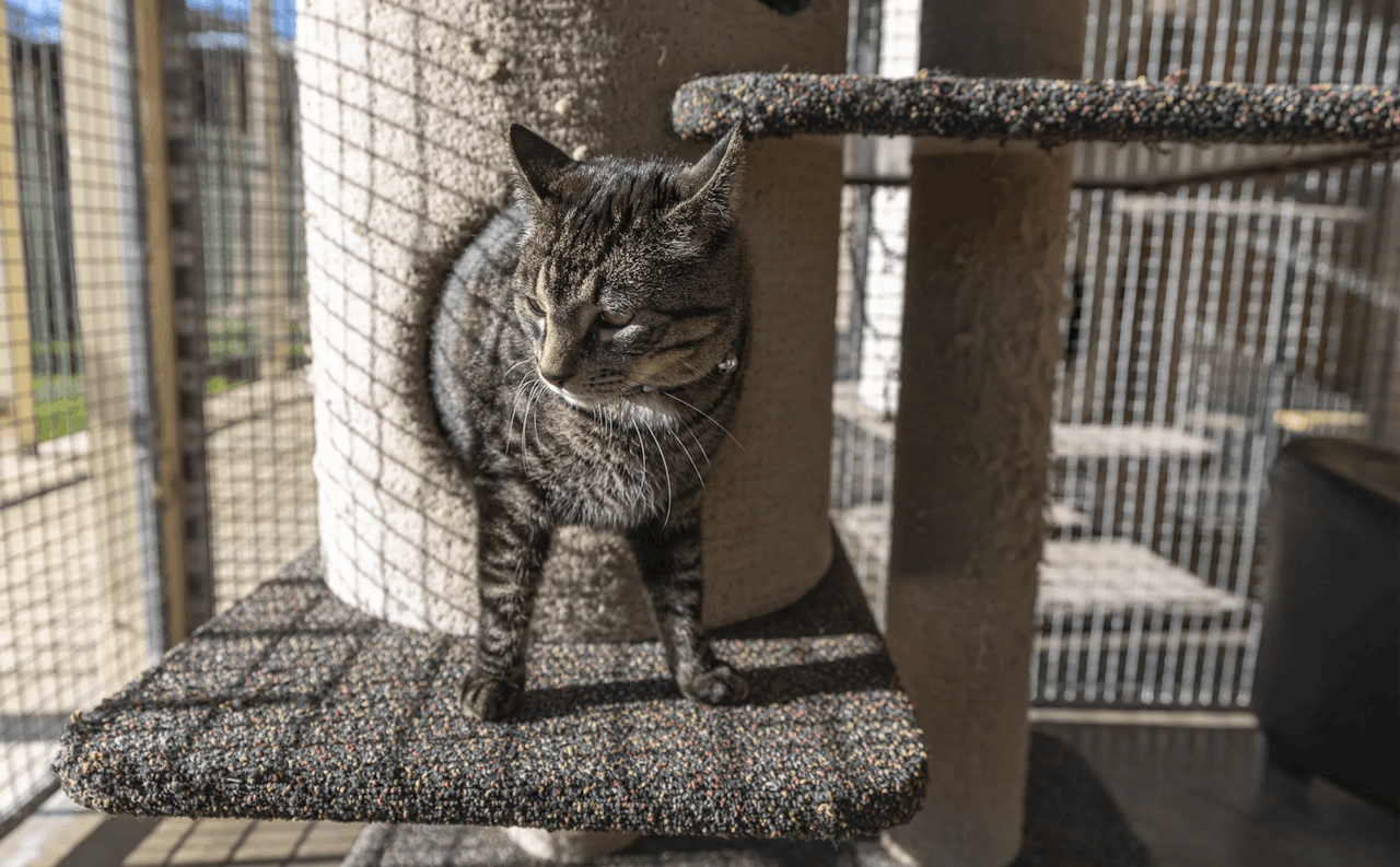 Cattery in the Southern Highlands