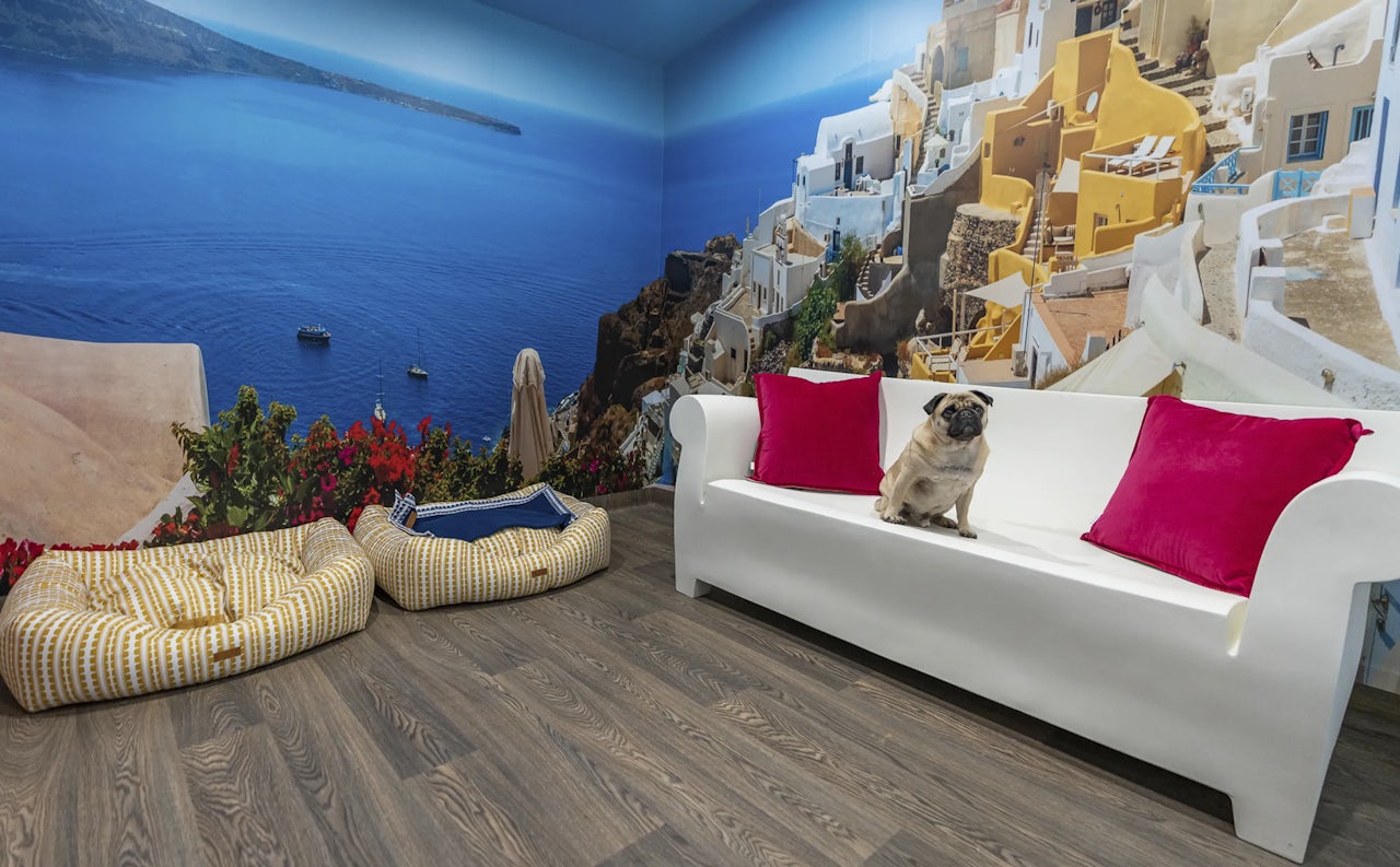 Dog Boarding in the Southern Highlands