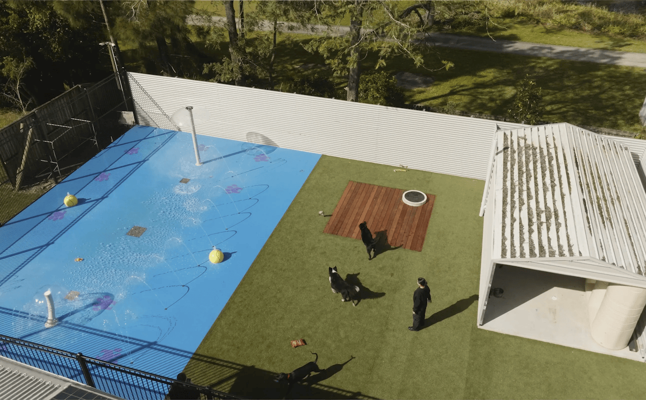 Doggy Daycare in Gumdale