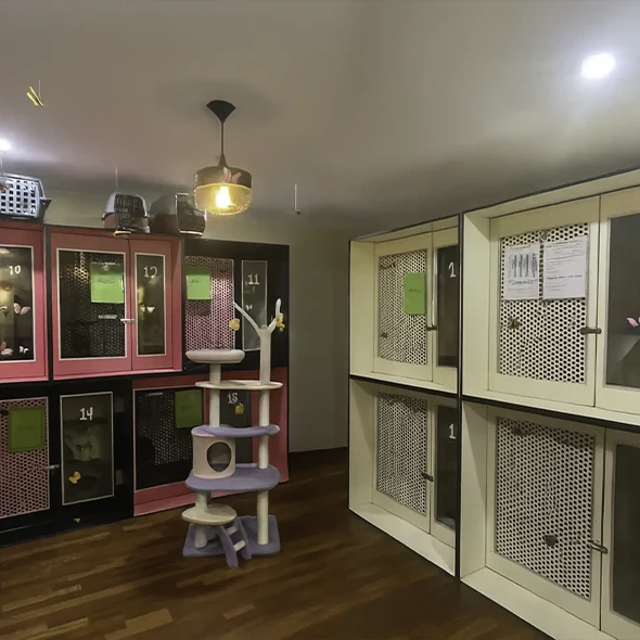the purpose built cattery rooms at Sydney Petlands