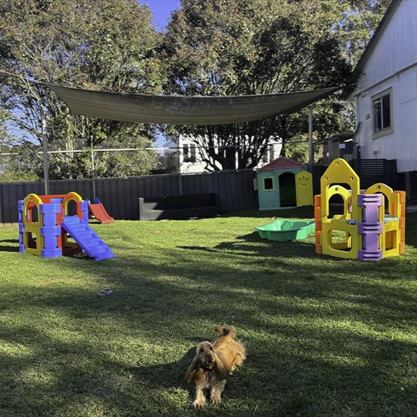 a collie rests in the shade at Sydney Petlands