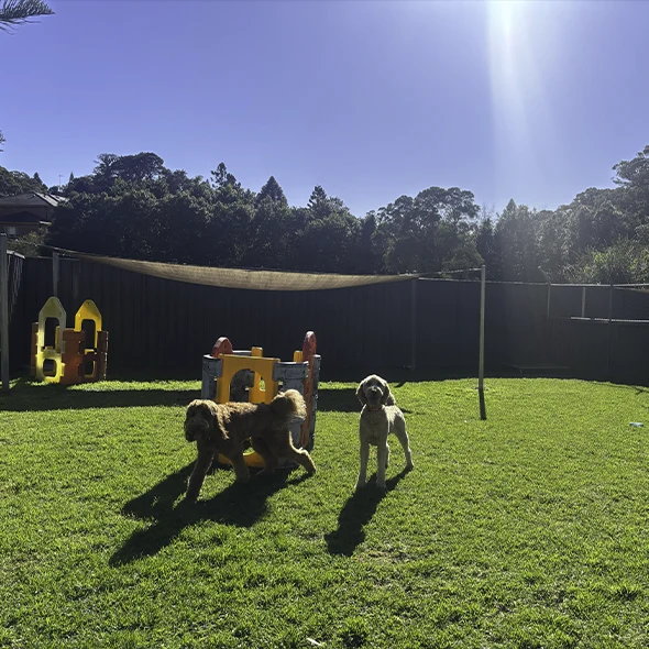 two dogs play in the Sydney Petlands doggy daycare yard