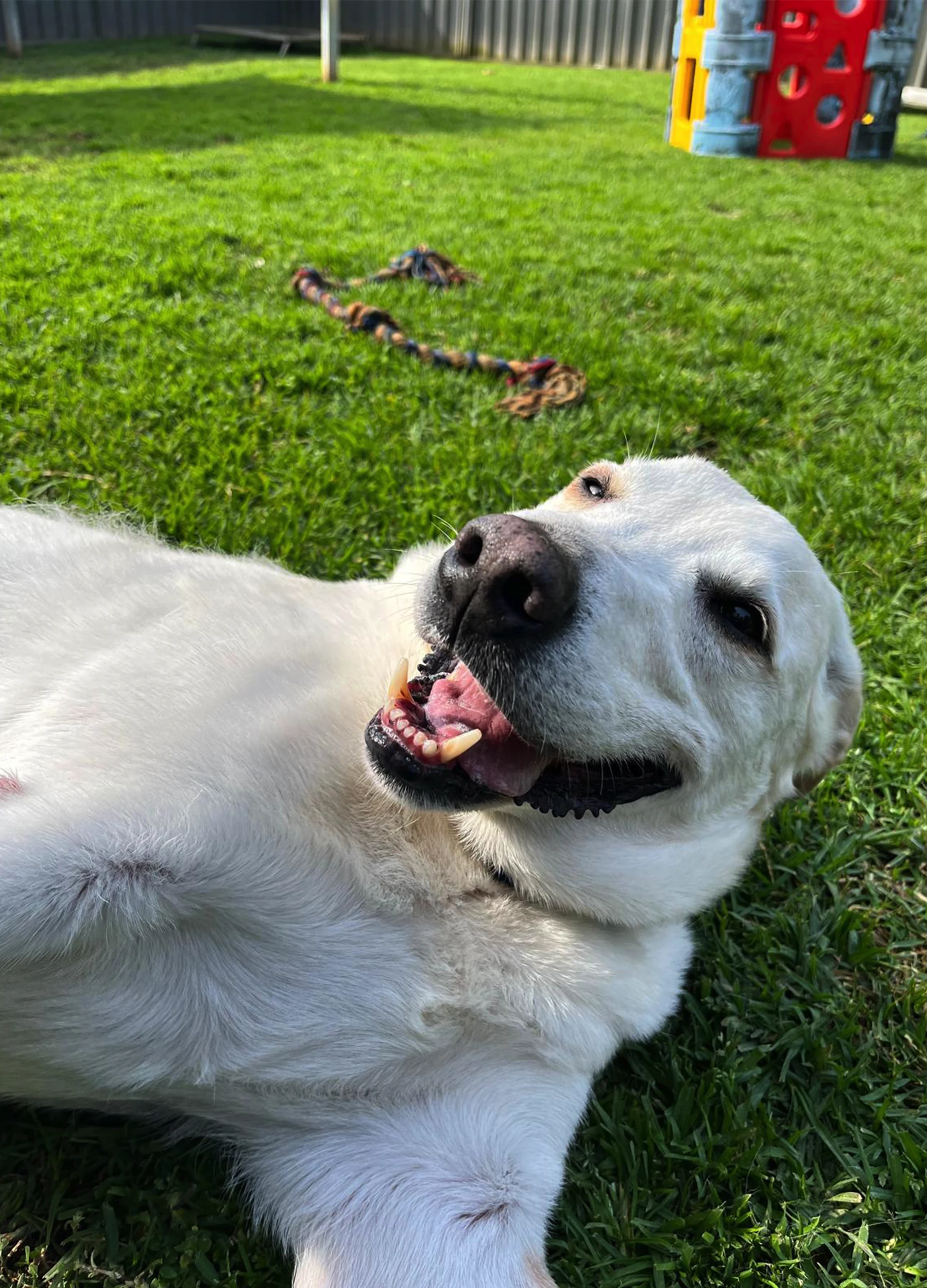 Why Choose Sydney Petlands for Dog Boarding