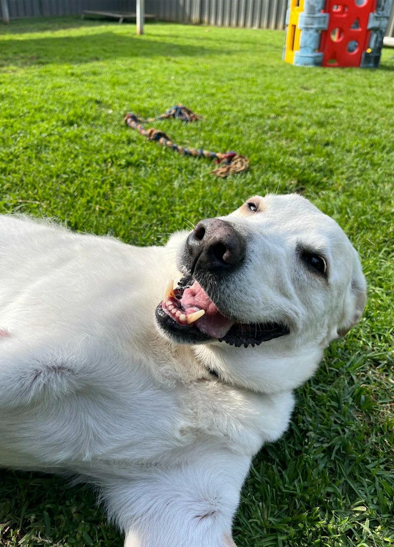 Why Choose Sydney Petlands for Dog Boarding