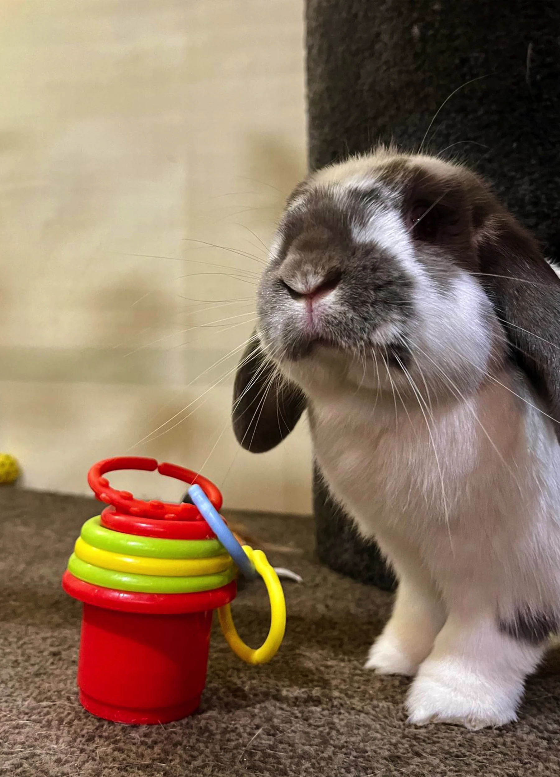 Why Choose Sydney Petlands Small Pet Boarding