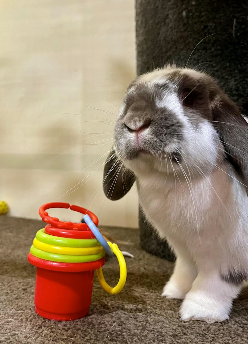 Why Choose Sydney Petlands Small Pet Boarding