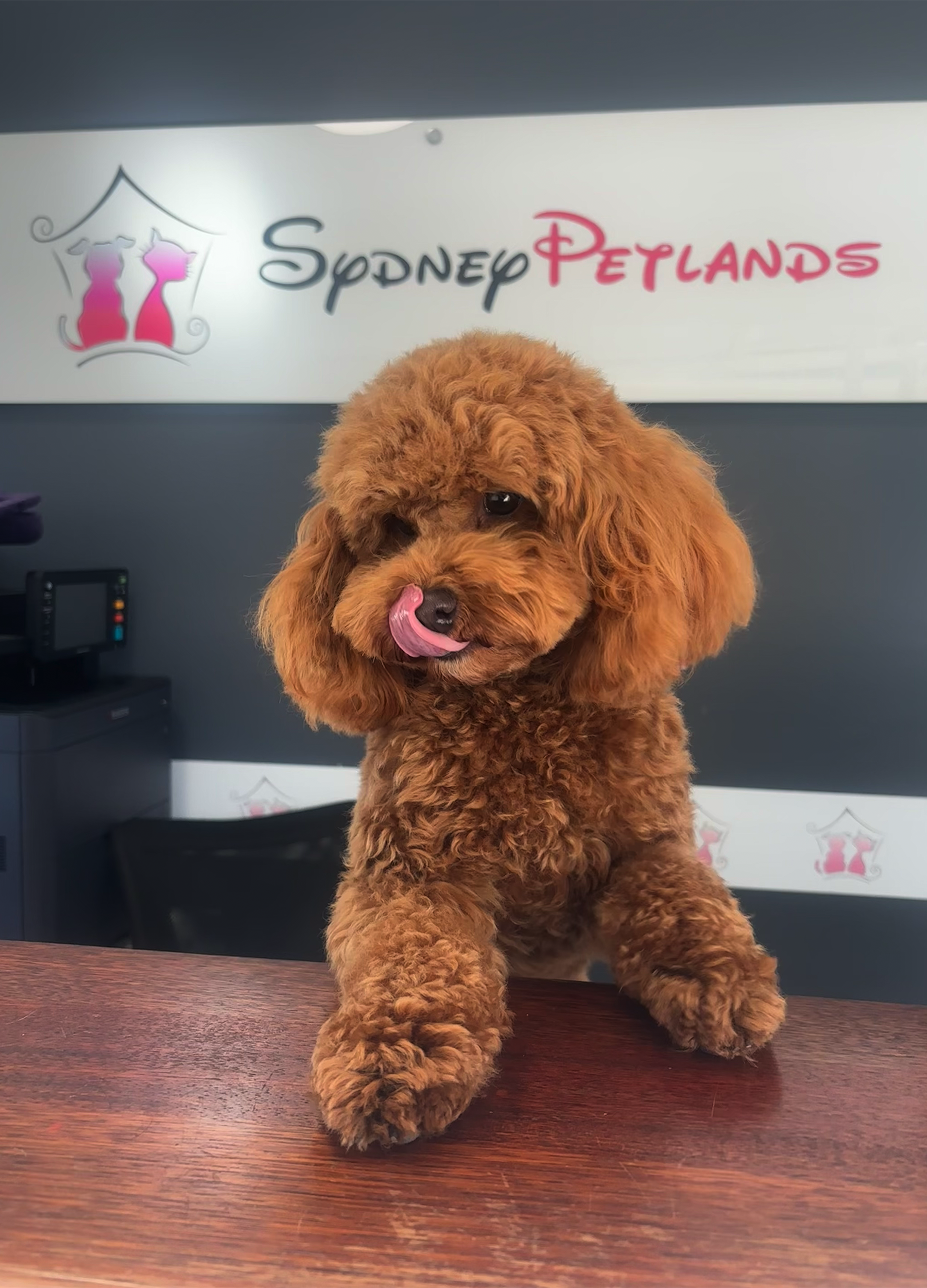 Why Choose Sydney Petlands for Guest Services