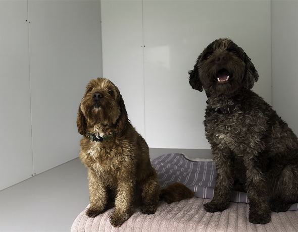 Sydney Petlands Dog Social Room