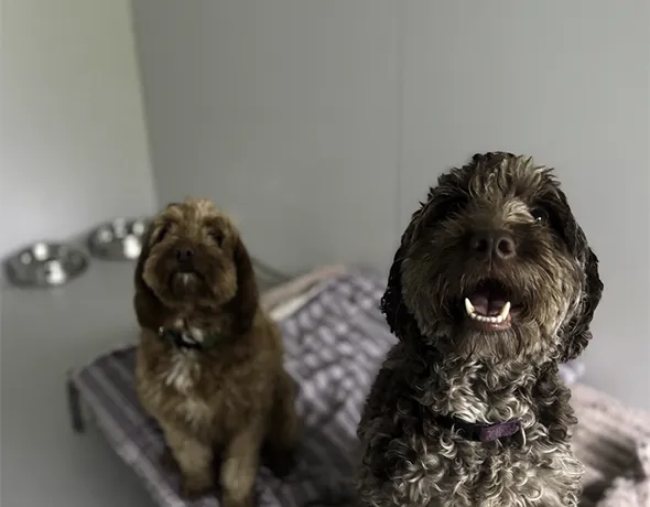 Dog Standard Room Standard