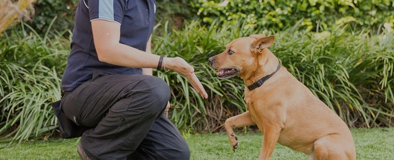 A dog sits and shakes with a Canine Coach during a canine development stay at Pet Resorts Australia