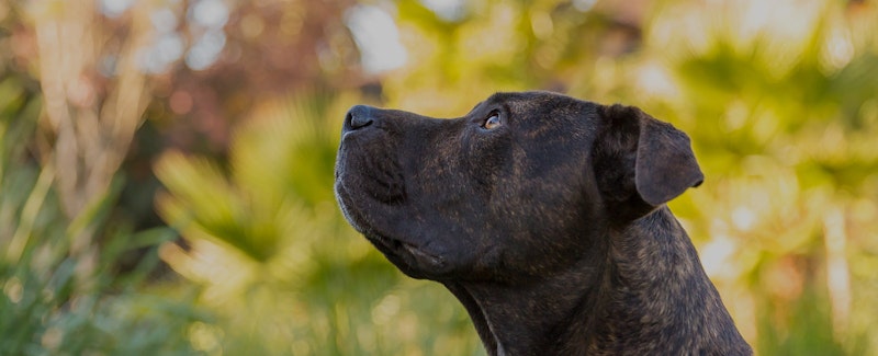 A dog receiving training from it's owner after online dog behaviour coaching