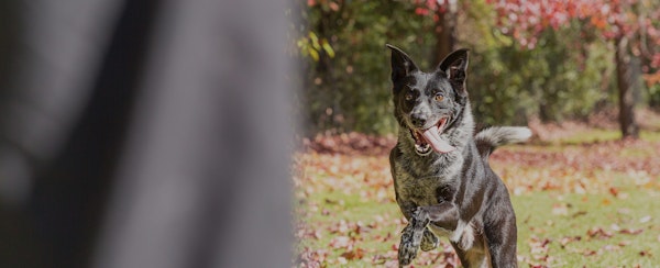 Group Classes & Owner Education (duplicate)