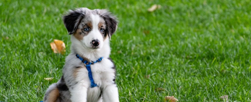 Puppy Development Programs