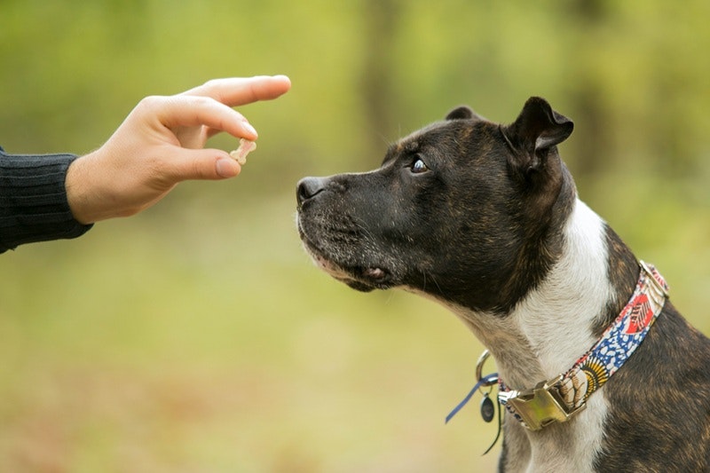 a dog receives a reward for good behaviour after Canine Coaching with Pet Resorts Australia