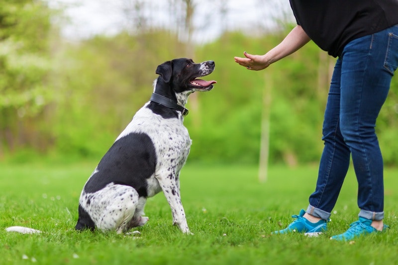 A dog sits for it's owner after behavioural training with Pet Resorts Australia